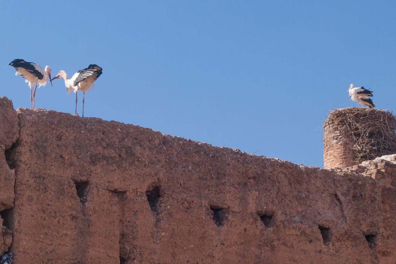 Riad Of The Storks - Exclusive Use For Up To 17 Persons Marrakesh Eksteriør billede